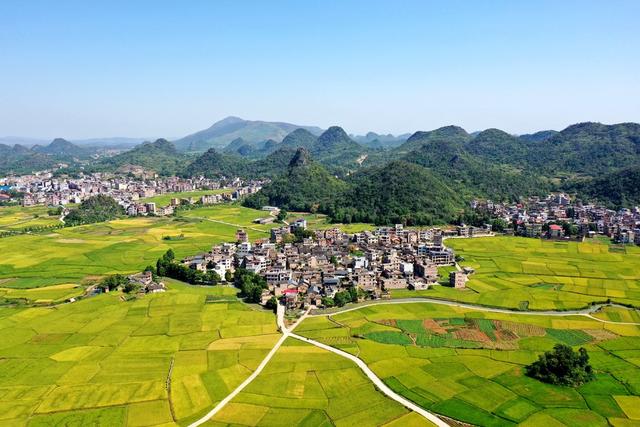 丰收 田园 晚稻