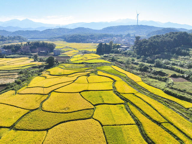 金秋  秋收  丰收图  中药材  田园风光