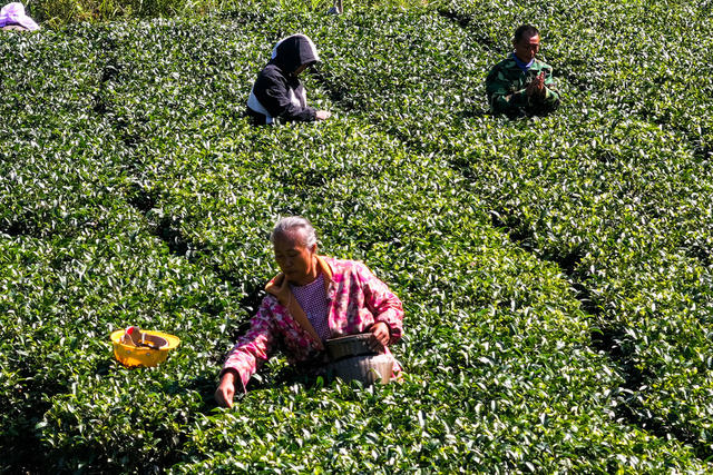 茶 产业 茶农 采摘 秋茶 