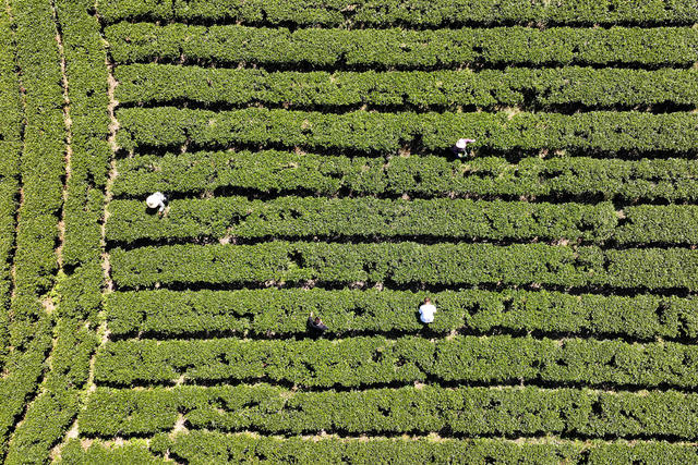 茶 产业 茶农 采摘 秋茶 