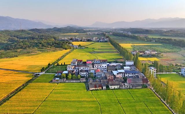 湖南  常宁  晚稻  泛黄