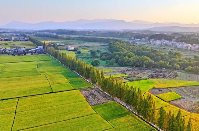 湖南  常宁  晚稻  泛黄