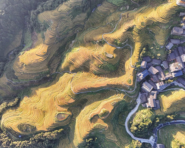 龙脊  梯田  水稻  丰收   风景  自然  旅游  金秋