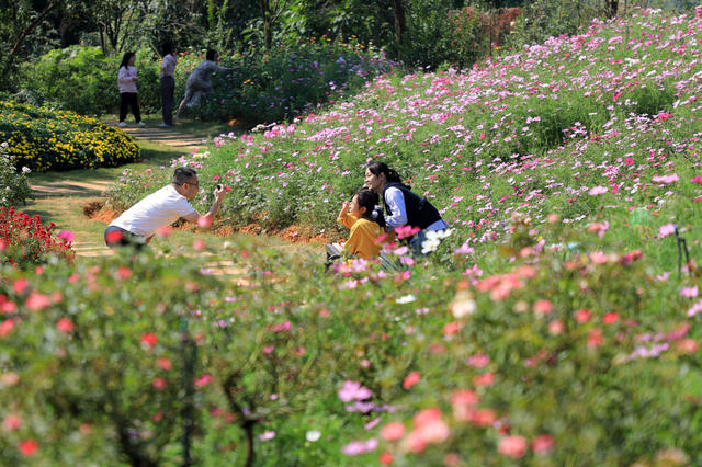 赏花  拍照  游玩  游客  国庆  花海  菊花