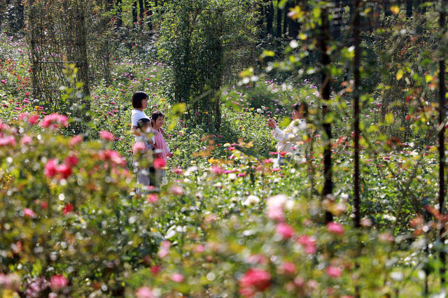 赏花  拍照  游玩  游客  国庆  花海  菊花