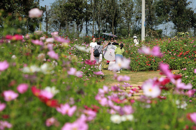 赏花  拍照  游玩  游客  国庆  花海  菊花