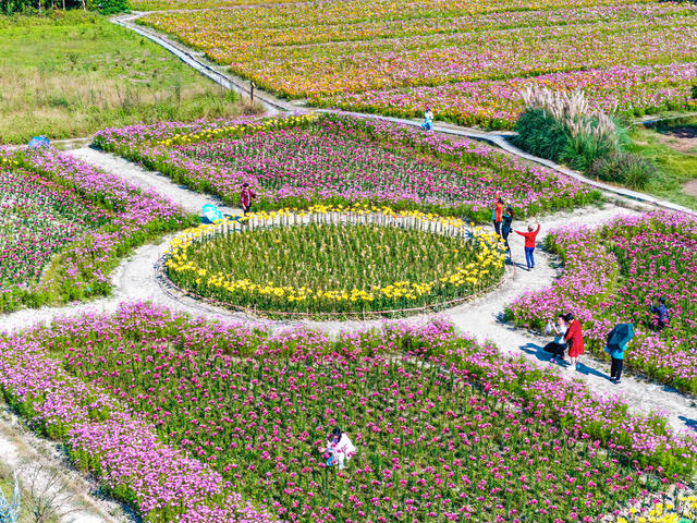 国庆  假期  花海  赏花  游玩