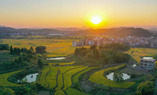 丰收  丰景  晚霞   水稻