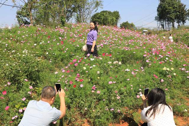 赏花  拍照  游玩  游客  国庆  花海  菊花