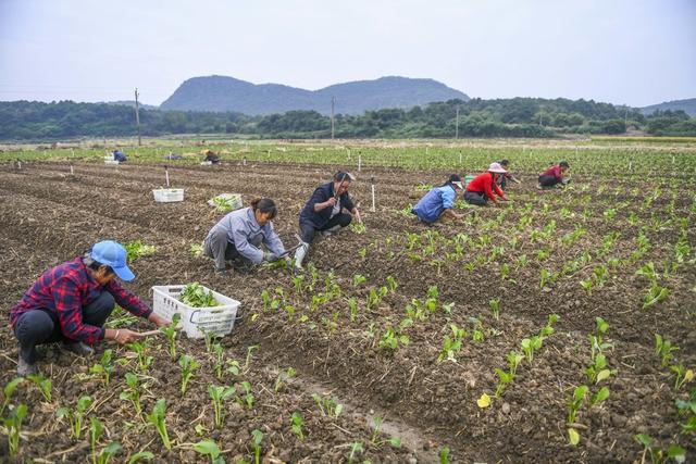 农事
寒露
蔬菜
道县