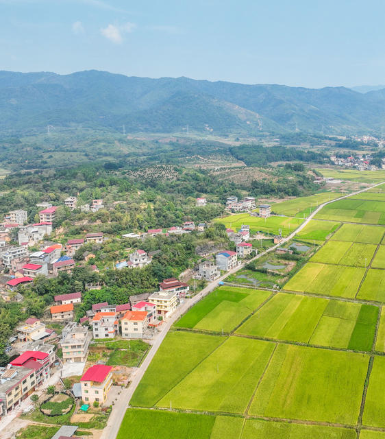 金秋
画卷
稻田
道县
晚稻