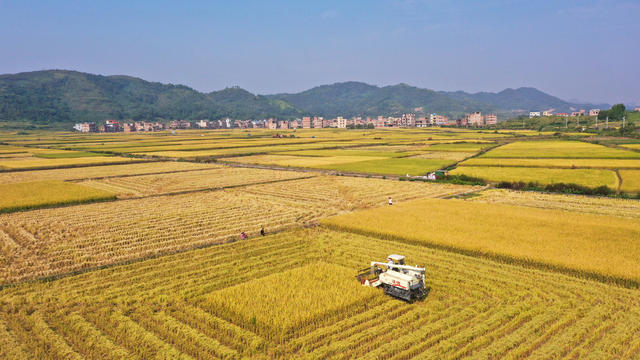 湖南 新田 晚稻丰收 颗粒归仓 寒露