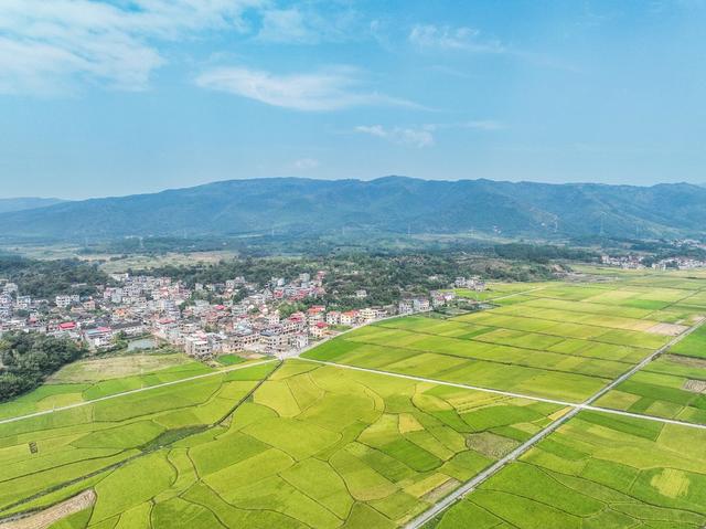 金秋
画卷
稻田
道县
晚稻