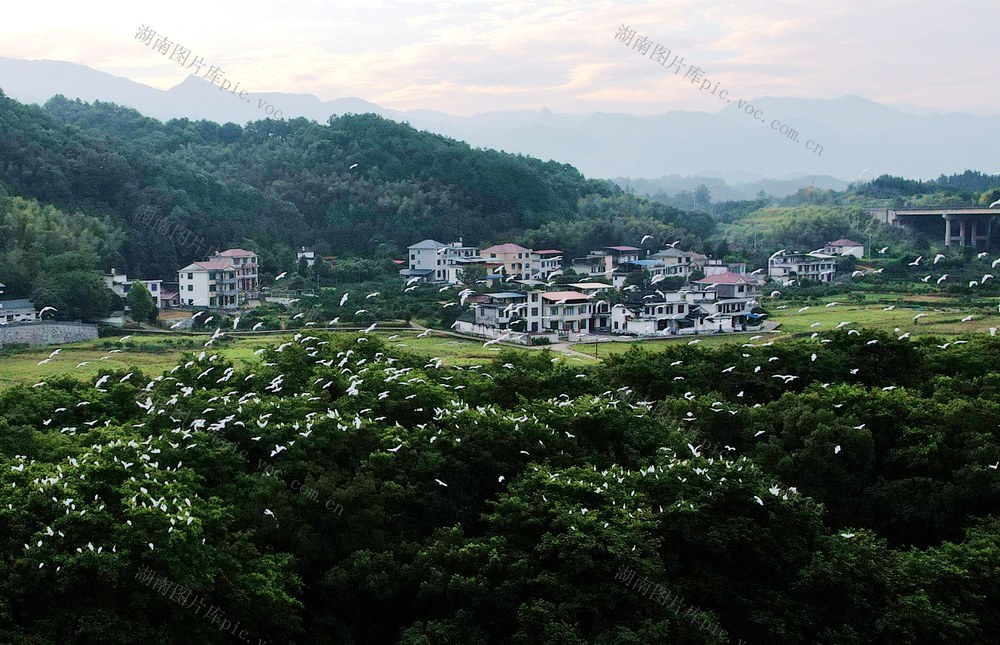 夫夷江，白鹭，舞翩跹