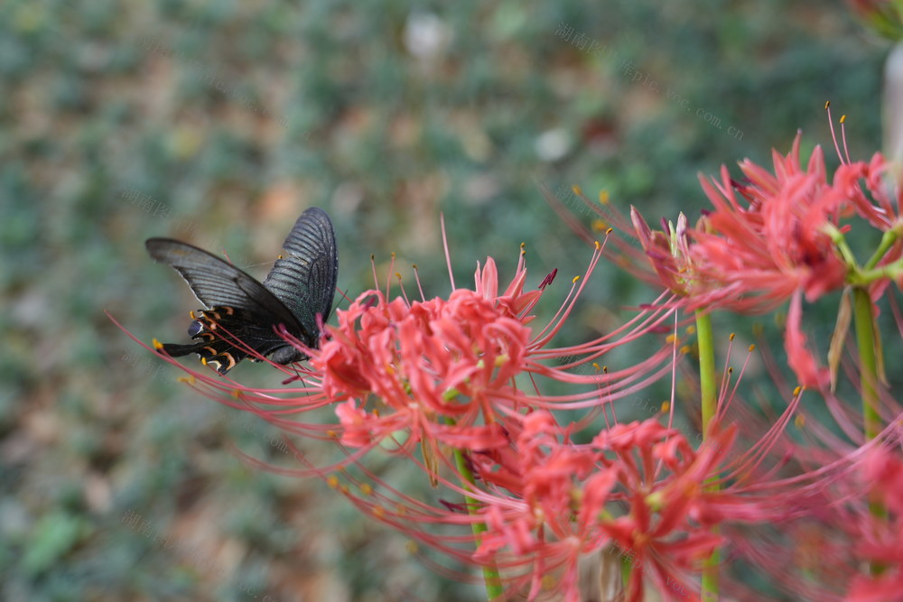 花香蝶自来
一粒种子改变世界
安江农校纪念园

