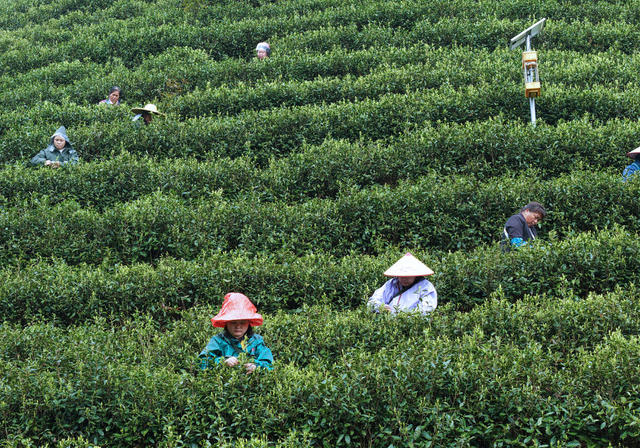 湖南桂东 万亩茶园、春茶采摘 茶垄 青山采茶忙 抢抓农时 采摘明前茶