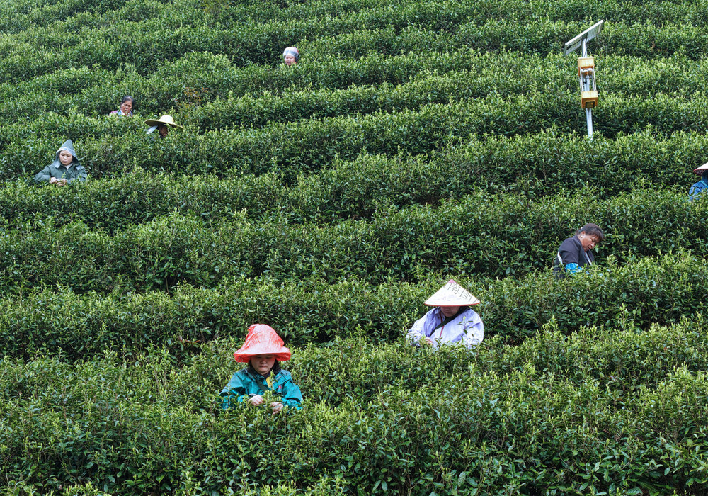 湖南桂东 万亩茶园、春茶采摘 茶垄 青山采茶忙 抢抓农时 采摘明前茶