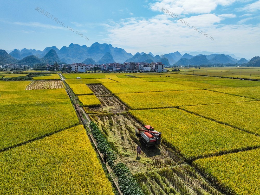 晚稻
宁远
田园
