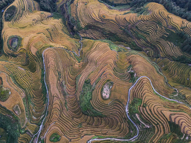 龙脊  梯田  水稻  丰收   风景  自然  旅游  金秋