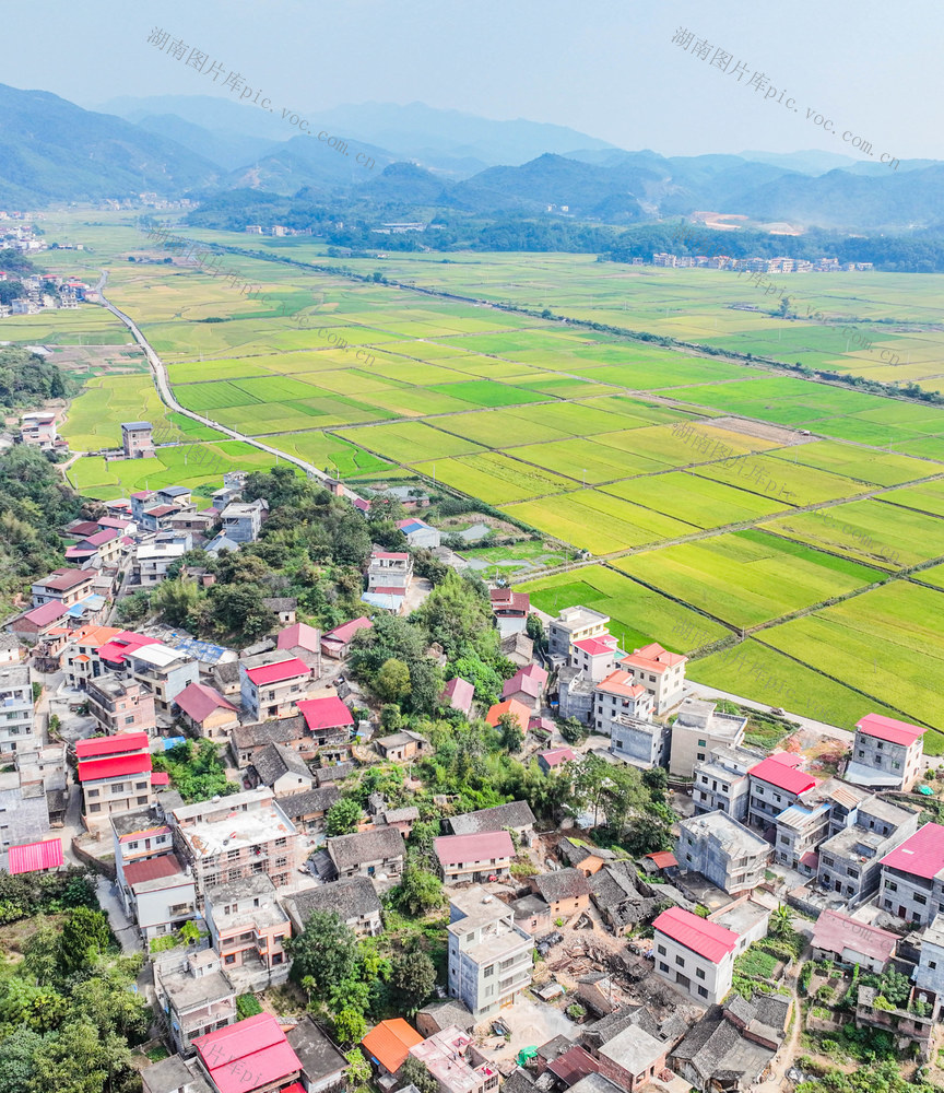 金秋
画卷
稻田
道县
晚稻