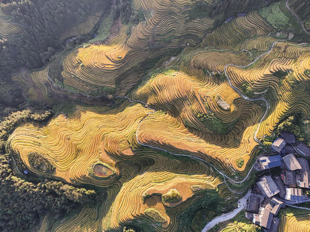 龙脊  梯田  水稻  丰收   风景  自然  旅游  金秋