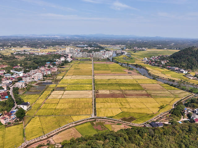 晚稻  水稻  丰收  画卷  金黄  金秋  飘香