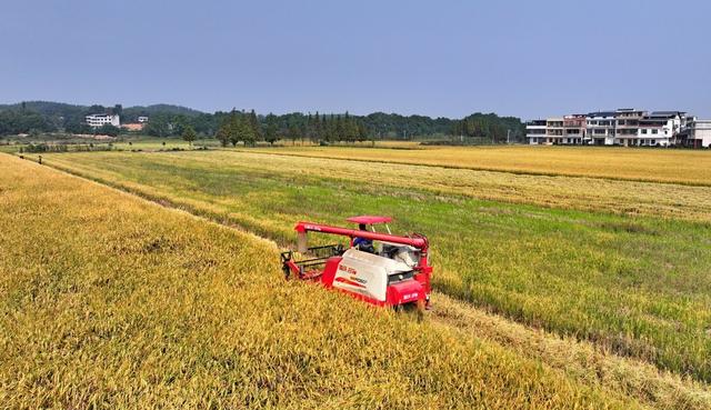 湖南  常宁  晚稻  收割