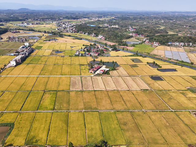 晚稻  丰收  收割  金秋   收获   晾晒  田园  水稻  