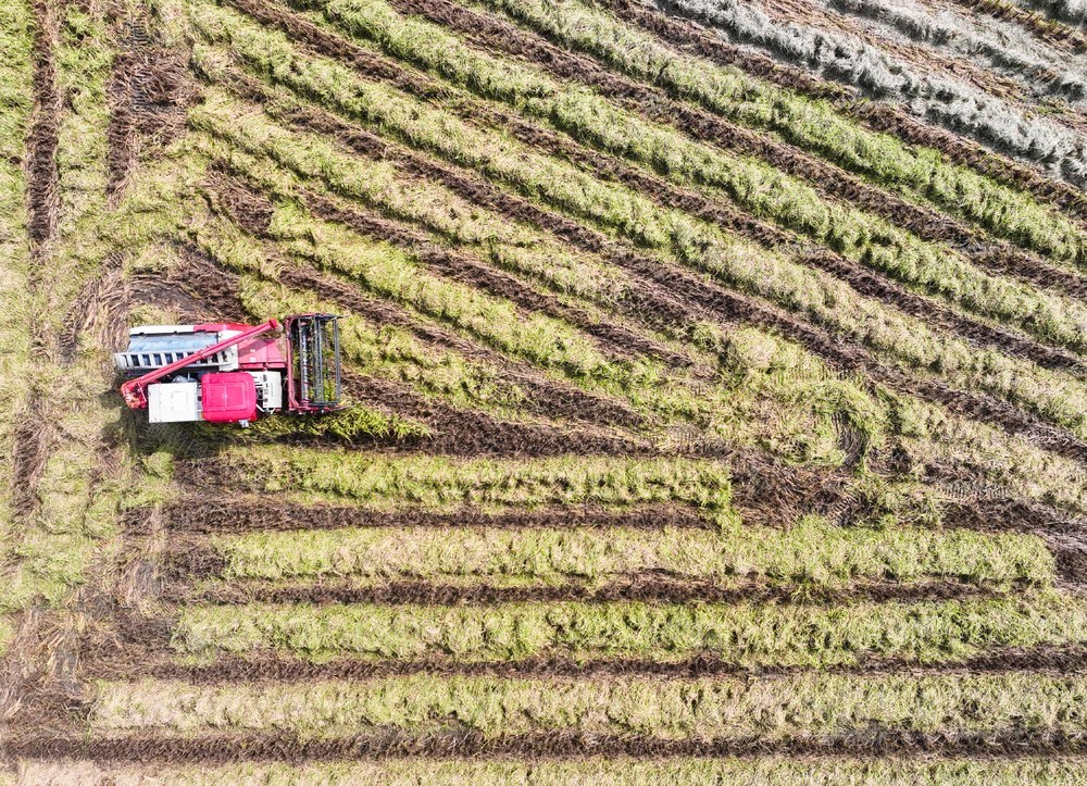 金秋
晚稻
道县