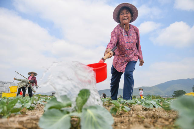 寒露
节气
道县
蔬菜