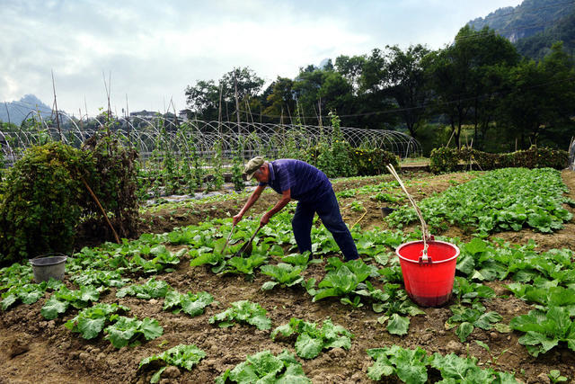 寒露 农民 农事  收获  秋播