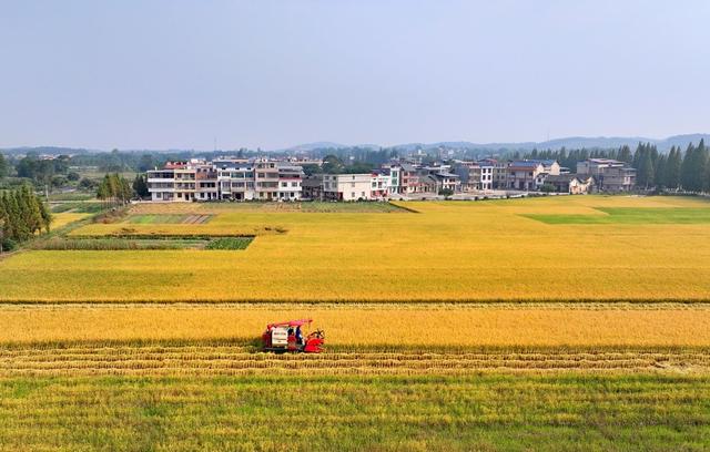 湖南  常宁  晚稻  收割