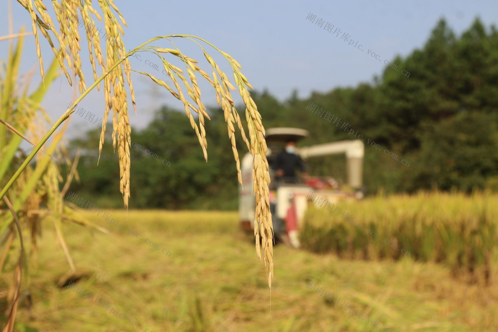 农民 水稻 金秋 丰收