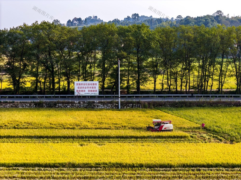 粮食生产  双季稻  晚稻  丰收  金秋  颜色