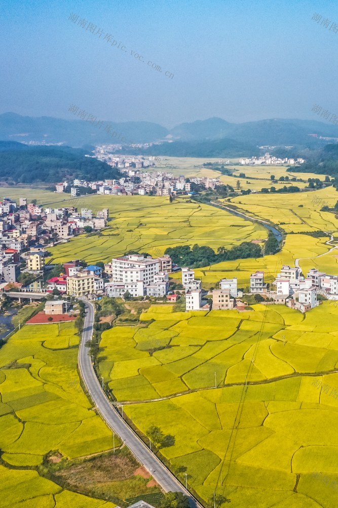 晚稻 稻田 稻谷 乡村 丰收 粮食 金秋 农业