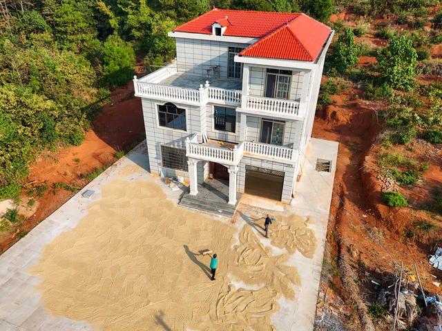 晚稻  收割  丰收  收获  晾晒  金秋  稻谷