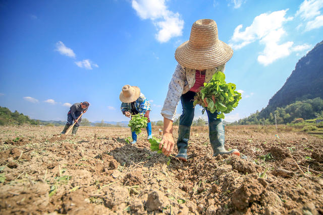 湖南，龙山，秋种，秋收，采挖，栽种，百合花，种子，油菜，农时，晴好天气