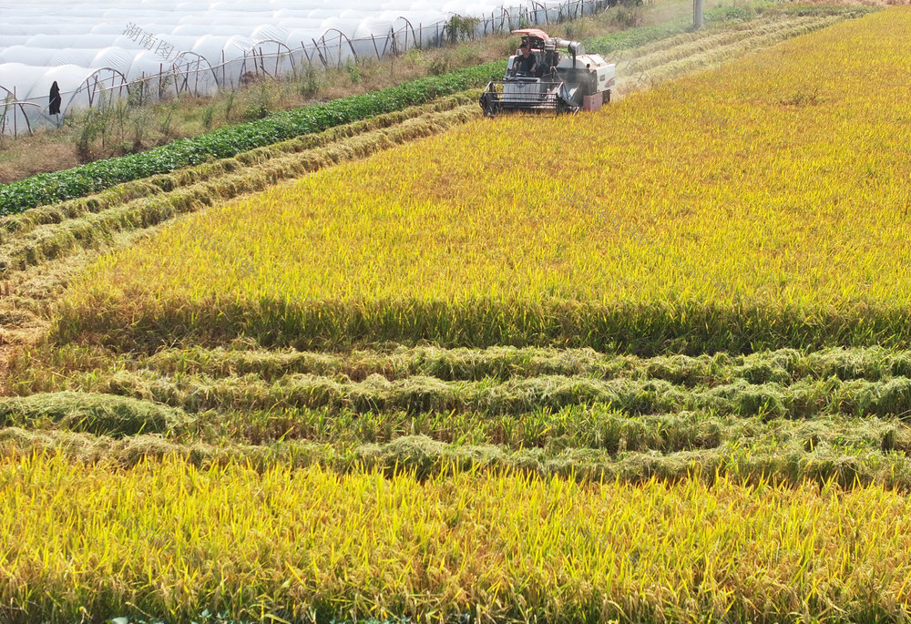 金秋 秋收 稻谷 收割 晾晒