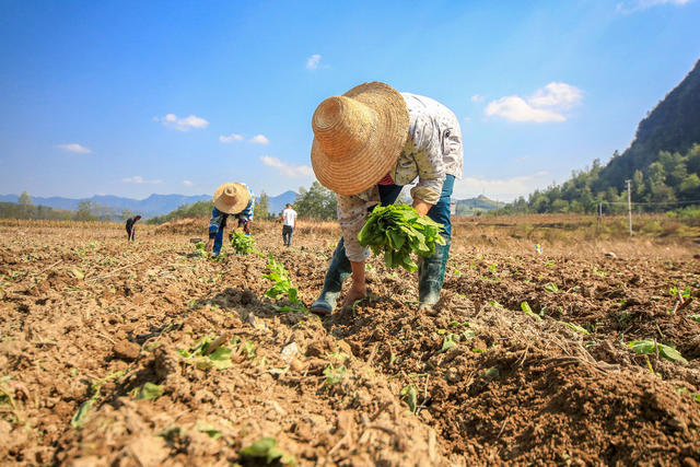 湖南，龙山，秋种，秋收，采挖，栽种，百合花，种子，油菜，农时，晴好天气