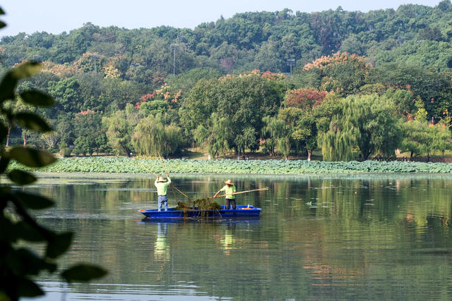 清理水草，保护环境，天马山景区
