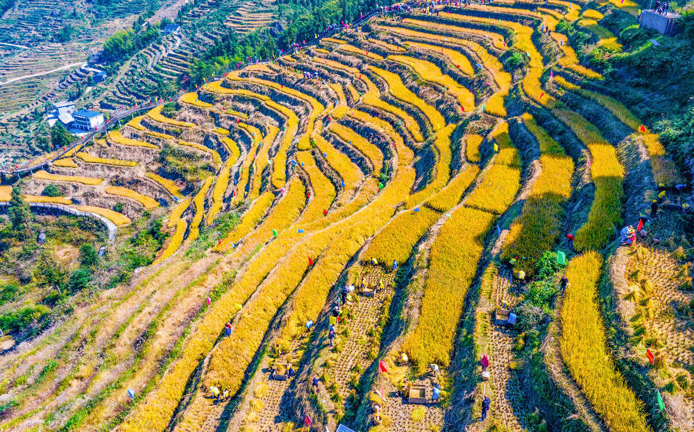 农村  稻田  山背花瑶梯田  丰收节  溆浦