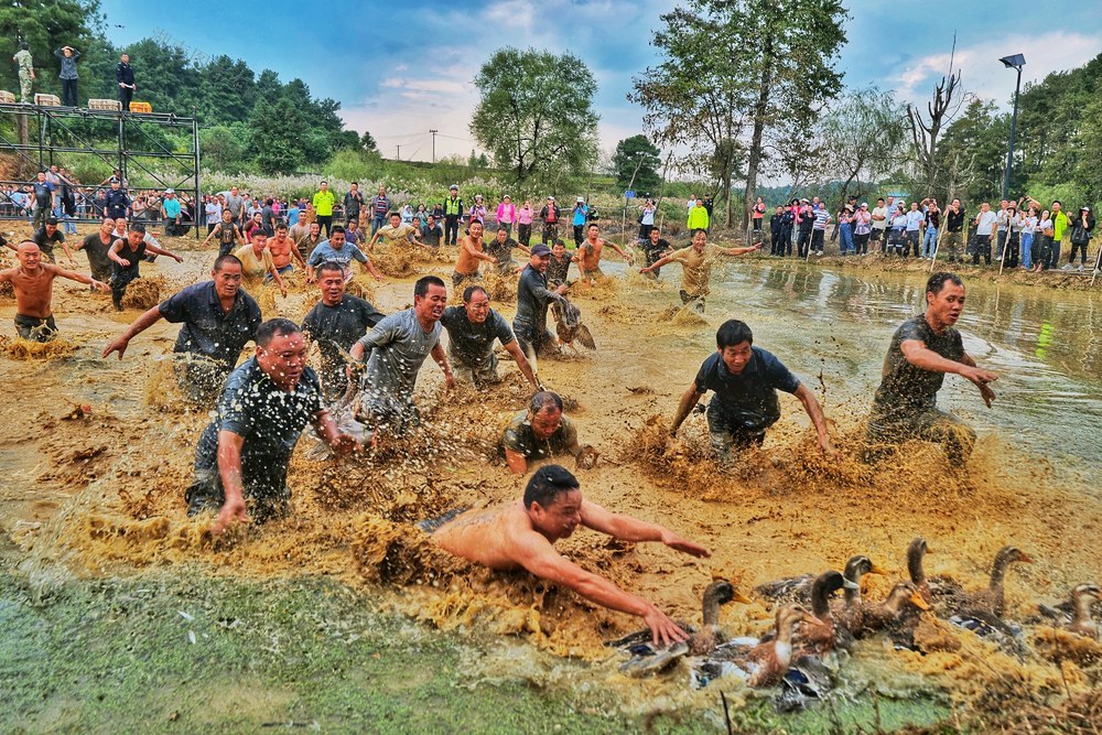 重阳 丰收 抓鱼 捉鸭 苗乡 直播 文化