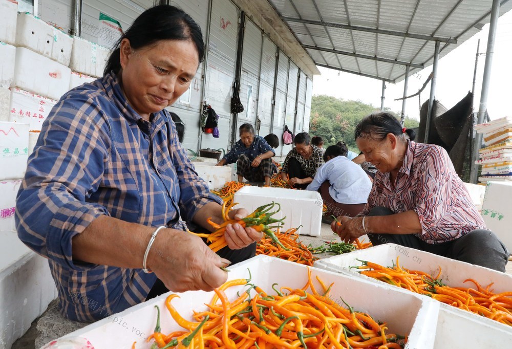  黄贡椒产业助民增收
