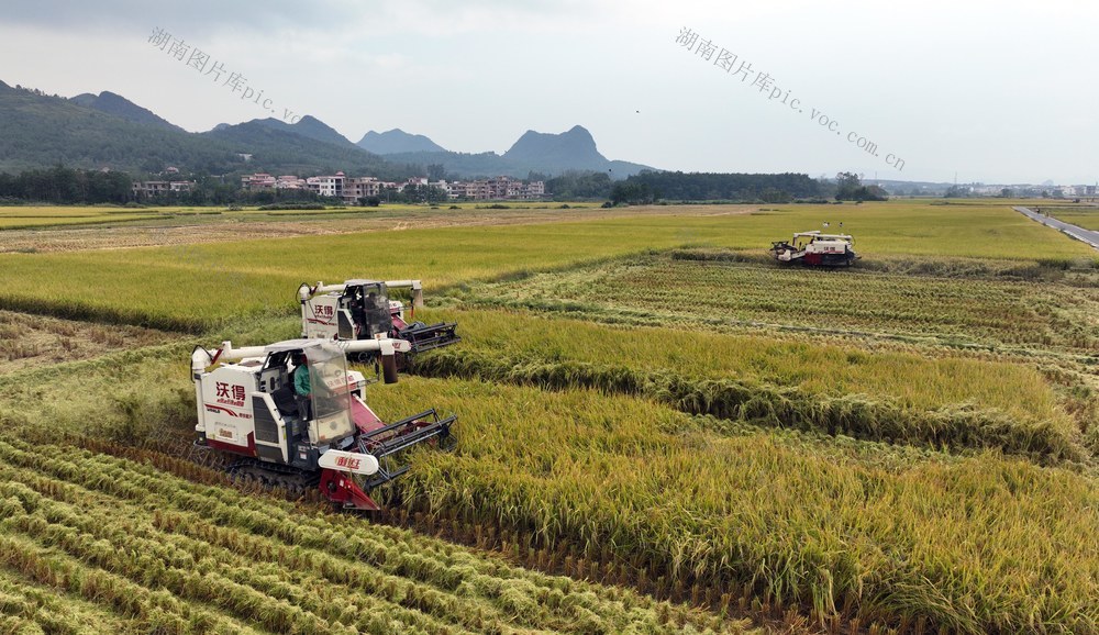 晚稻、丰收、收割机