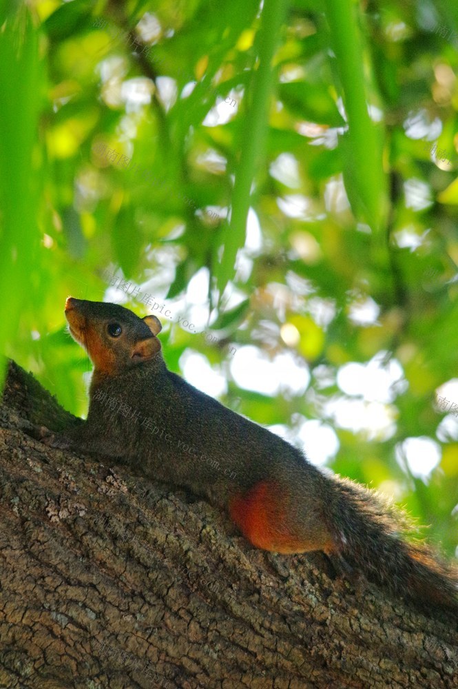 黄金瑶族乡惊现赤腹松鼠.