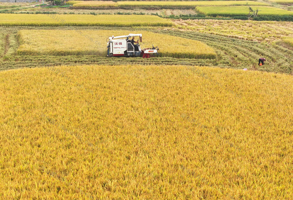 金秋 收割 稻谷 
