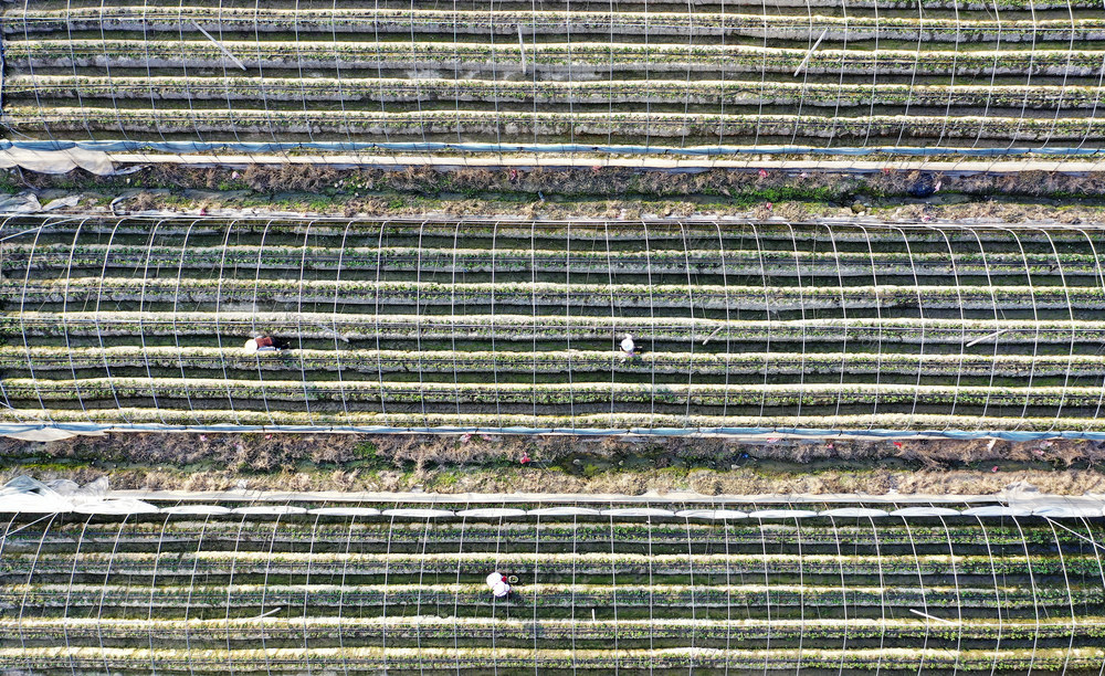 金秋时节 特色种植 农业产业 助农增收 乡村振兴
