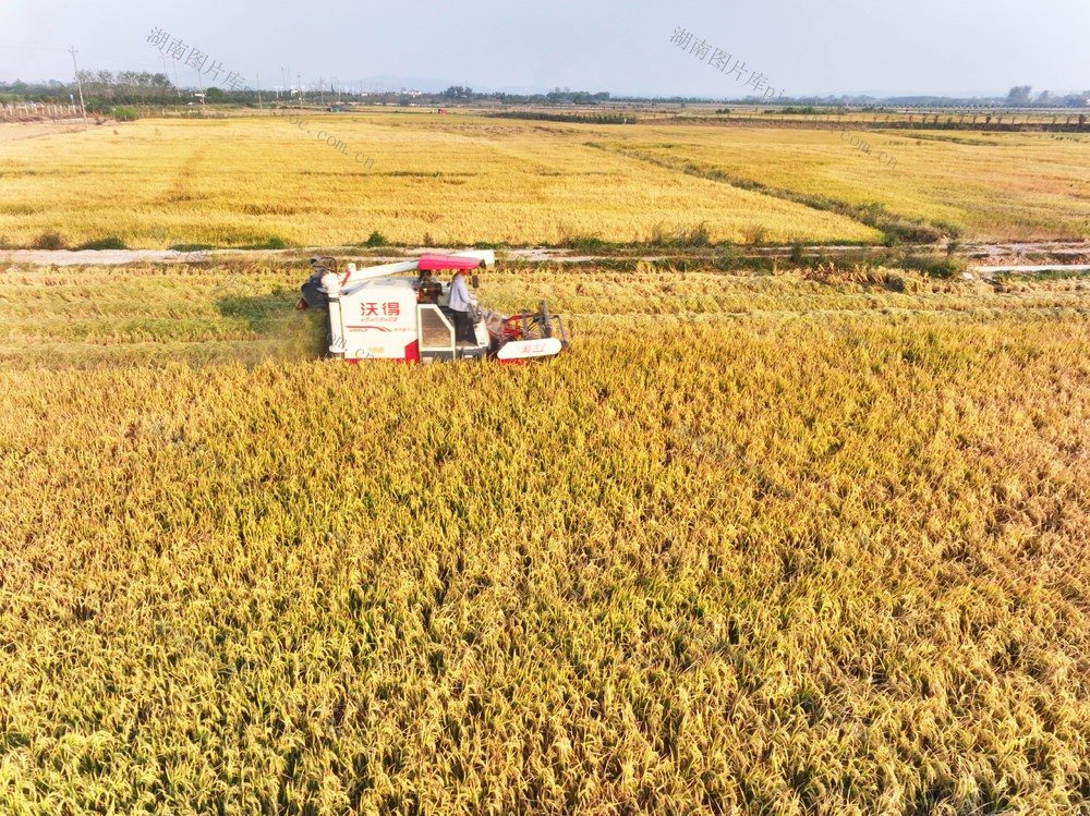 农业  寒露节气  粮食生产  农机服务  收割机