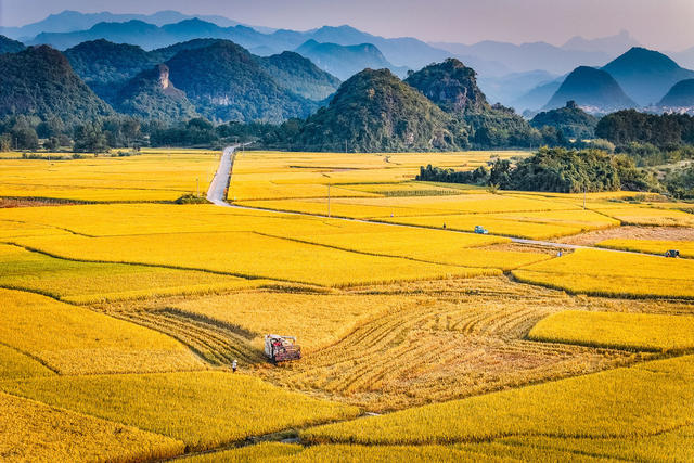 金秋 稻田 秋收