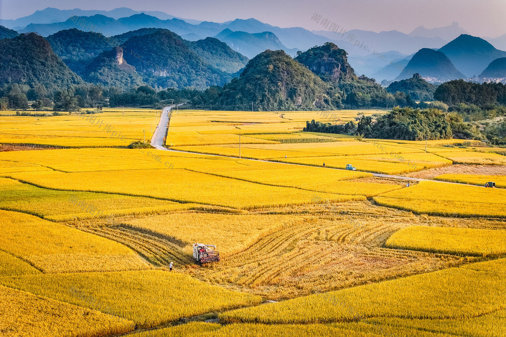 金秋 稻田 秋收